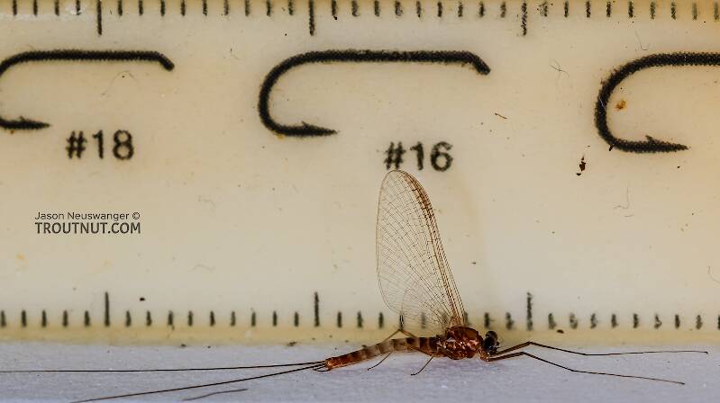 Ruler view of a Male Cinygmula ramaleyi (Heptageniidae) (Small Western Gordon Quill) Mayfly Spinner from Star Hope Creek in Idaho The smallest ruler marks are 1 mm.