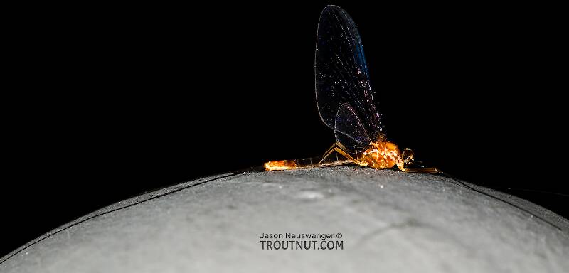 Male Cinygmula ramaleyi (Heptageniidae) (Small Western Gordon Quill) Mayfly Spinner from Star Hope Creek in Idaho