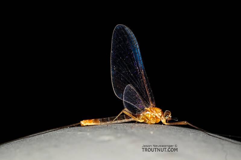 Male Cinygmula ramaleyi (Small Western Gordon Quill) Mayfly Spinner