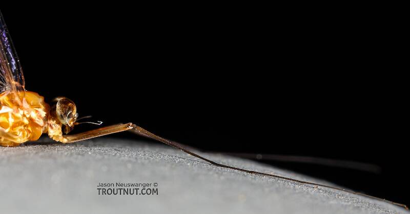 Male Cinygmula ramaleyi (Heptageniidae) (Small Western Gordon Quill) Mayfly Spinner from Star Hope Creek in Idaho