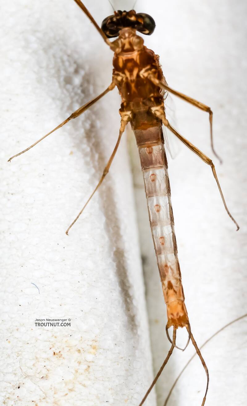 Ventral view of a Male Cinygmula ramaleyi (Heptageniidae) (Small Western Gordon Quill) Mayfly Spinner from Star Hope Creek in Idaho