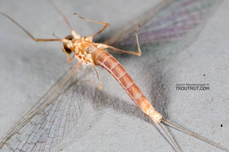 Ventral view of a Female Cinygmula ramaleyi (Heptageniidae) (Small Western Gordon Quill) Mayfly Spinner from Star Hope Creek in Idaho