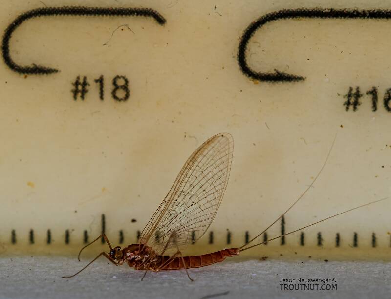 Ruler view of a Female Cinygmula ramaleyi (Heptageniidae) (Small Western Gordon Quill) Mayfly Spinner from Star Hope Creek in Idaho The smallest ruler marks are 1 mm.