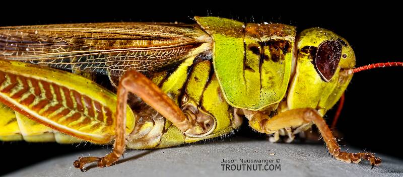 Lateral view of a Acrididae (Grasshopper) Insect Adult from Green Lake Outlet in Idaho