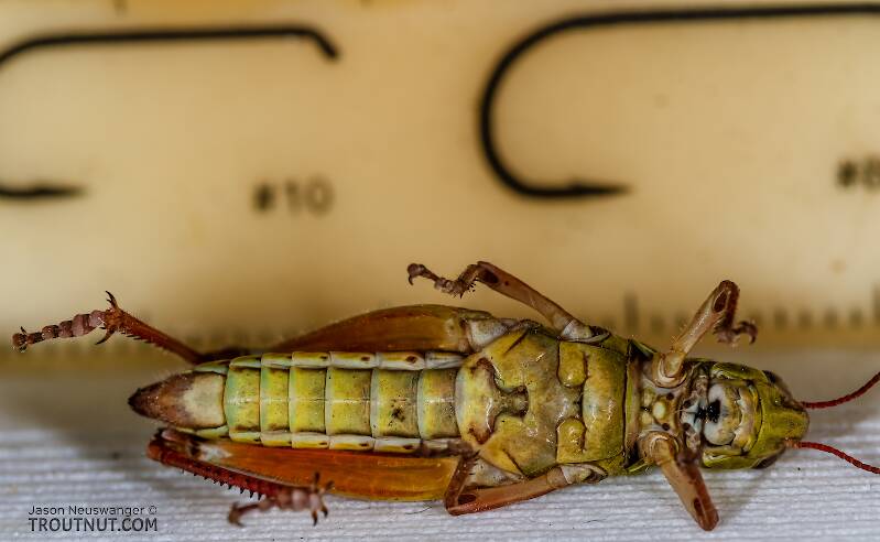 Acrididae (Grasshopper) Insect Adult from Green Lake Outlet in Idaho