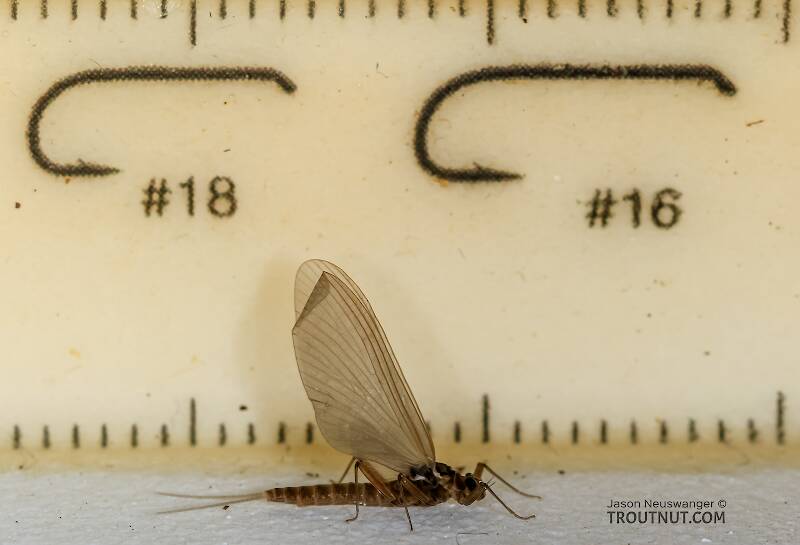 Ruler view of a Female Cinygmula (Heptageniidae) (Dark Red Quill) Mayfly Dun from Green Lake Outlet in Idaho The smallest ruler marks are 1 mm.