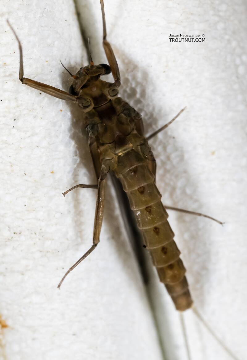 Ventral view of a Female Cinygmula (Heptageniidae) (Dark Red Quill) Mayfly Dun from Green Lake Outlet in Idaho