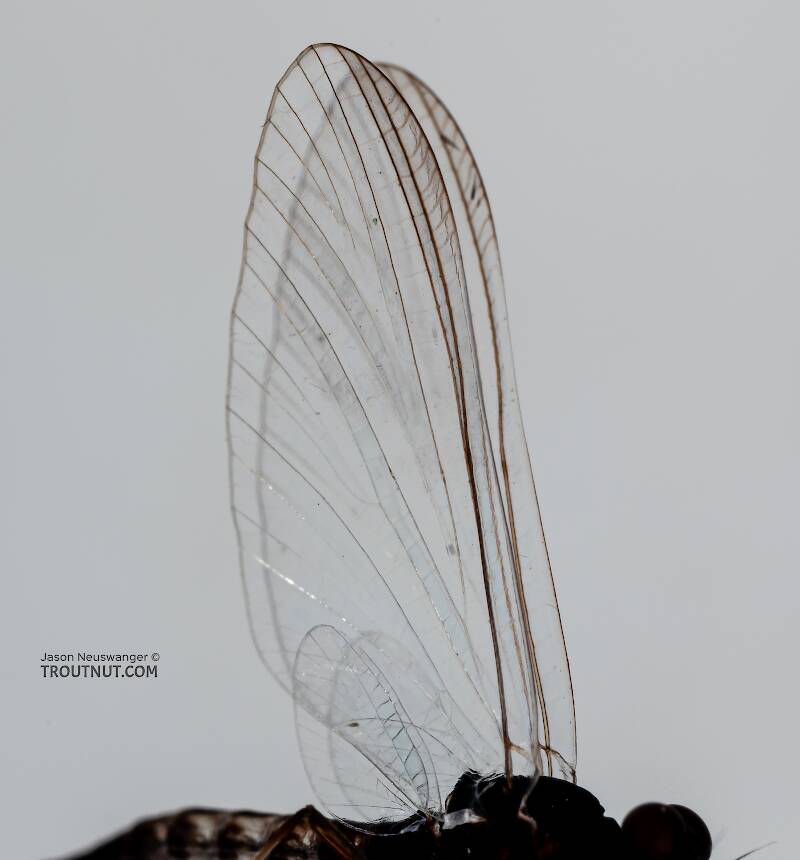 Male Neoleptophlebia heteronea (Leptophlebiidae) (Blue Quill) Mayfly Spinner from Trealtor Creek in Idaho