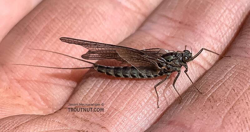 Female Siphlonurus occidentalis (Siphlonuridae) (Gray Drake) Mayfly Dun from Island Lake in Wyoming