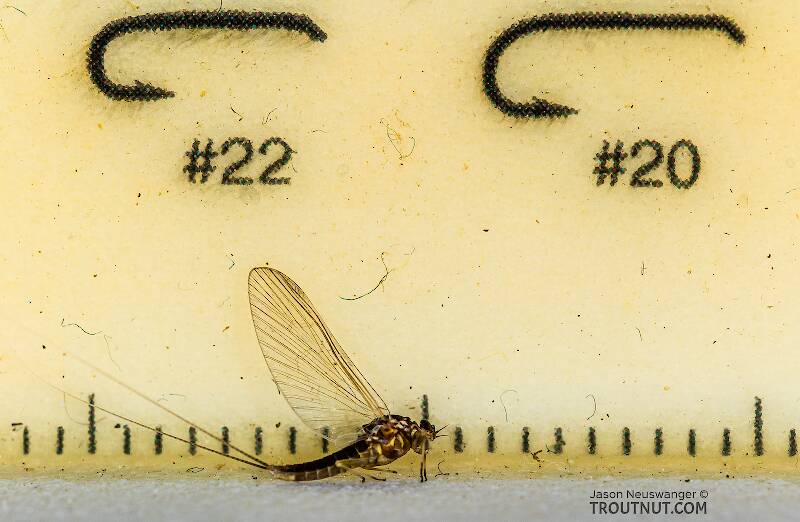 Ruler view of a Female Baetis tricaudatus (Baetidae) (Blue-Winged Olive) Mayfly Spinner from Silver Creek in Idaho The smallest ruler marks are 1 mm.