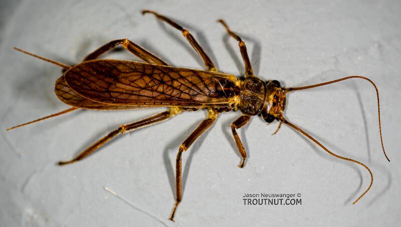 Male Doroneuria baumanni (Perlidae) (Golden Stone) Stonefly Adult from the Foss River in Washington