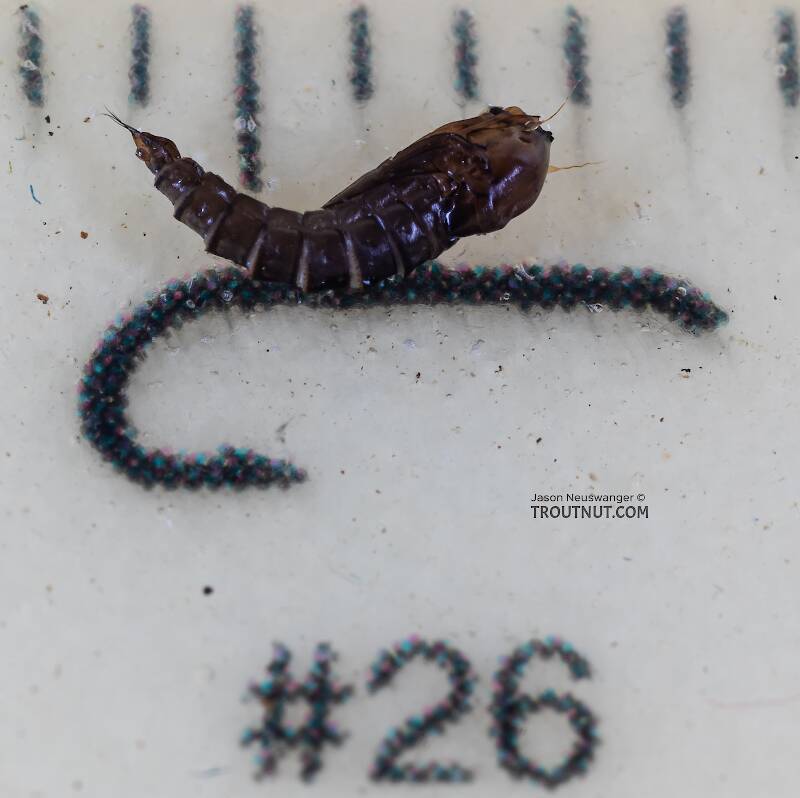 Ruler view of a Dixidae True Fly Pupa from the Yakima River in Washington The smallest ruler marks are 1 mm.