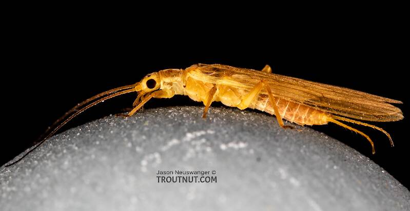 Female Isoperla fusca (Yellow Sally) Stonefly Adult