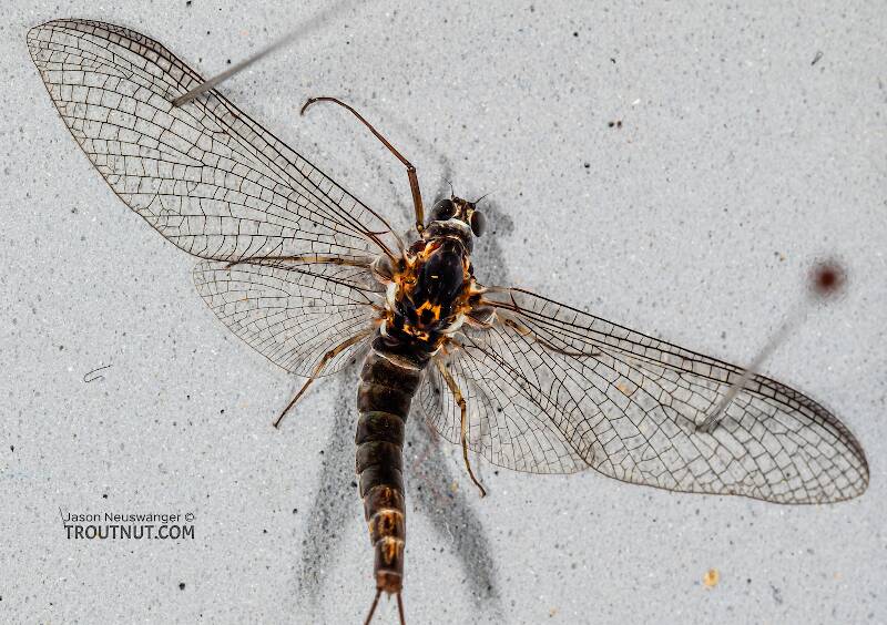 Dorsal view of a Female Siphlonurus autumnalis (Siphlonuridae) (Gray Drake) Mayfly Spinner from Mystery Creek #249 in Washington