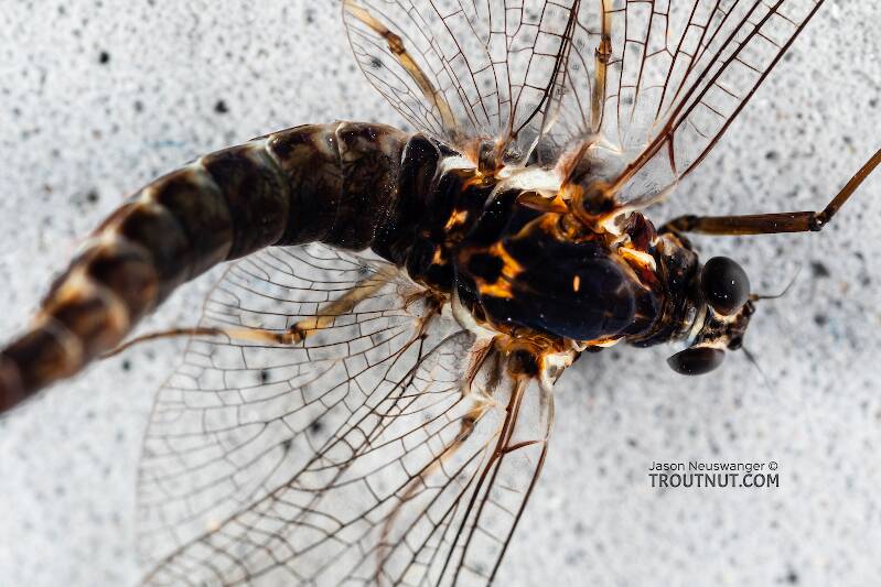 Female Siphlonurus autumnalis (Siphlonuridae) (Gray Drake) Mayfly Spinner from Mystery Creek #249 in Washington