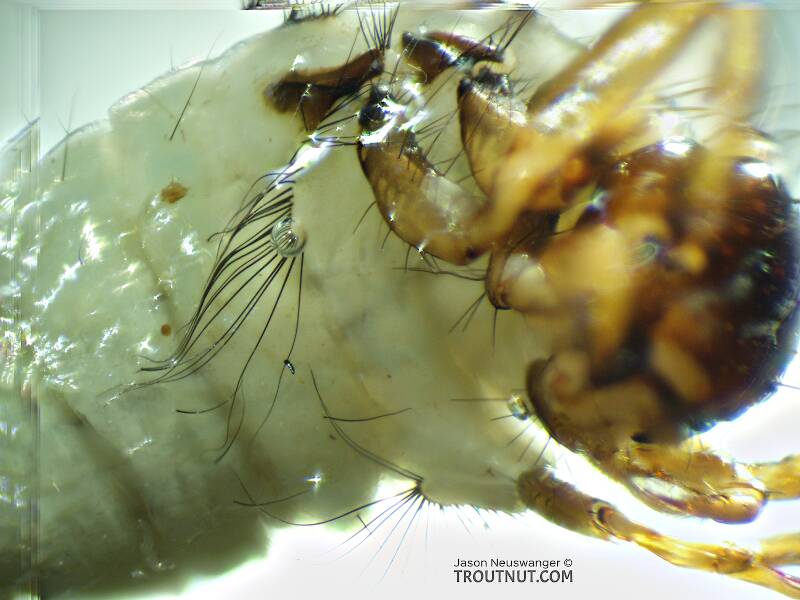 Submesal setae on the first abdominal segment.

Brachycentrus americanus (Brachycentridae) (American Grannom) Caddisfly Larva from the Yakima River in Washington