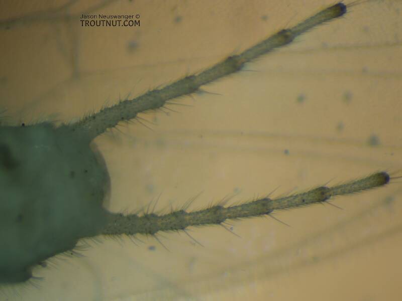 Cerci closeup.

Suwallia pallidula (Chloroperlidae) (Sallfly) Stonefly Adult from Mystery Creek #237 in Montana