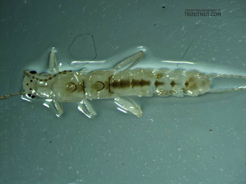 Dorsal view of the preserved specimen with wings removed.

Suwallia pallidula (Chloroperlidae) (Sallfly) Stonefly Adult from Mystery Creek #237 in Montana