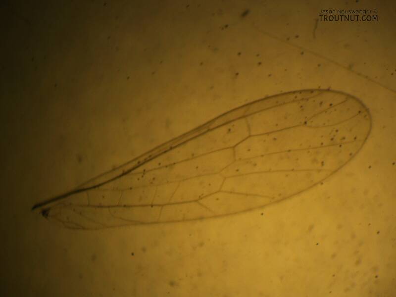 Fore wing.

Suwallia pallidula (Chloroperlidae) (Sallfly) Stonefly Adult from Mystery Creek #237 in Montana