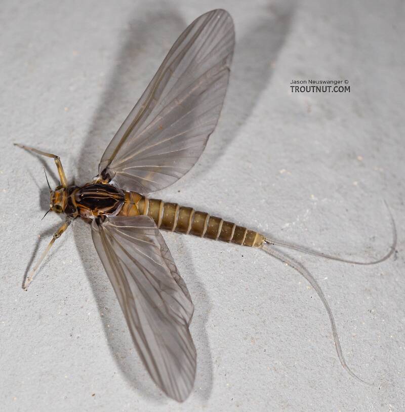 Dorsal view of a Female Baetis tricaudatus (Baetidae) (Blue-Winged Olive) Mayfly Dun from the Yakima River in Washington