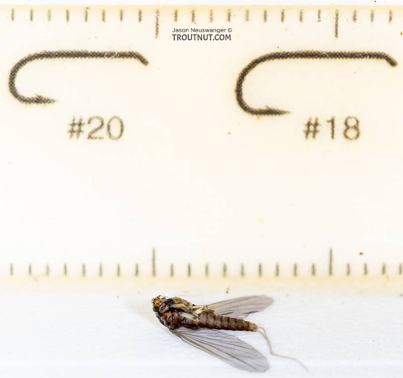 I took this scale shot after preserving the specimen in alcohol already, so it's wrinkly.

Ruler view of a Female Baetis tricaudatus (Baetidae) (Blue-Winged Olive) Mayfly Dun from the Yakima River in Washington The smallest ruler marks are 1 mm.