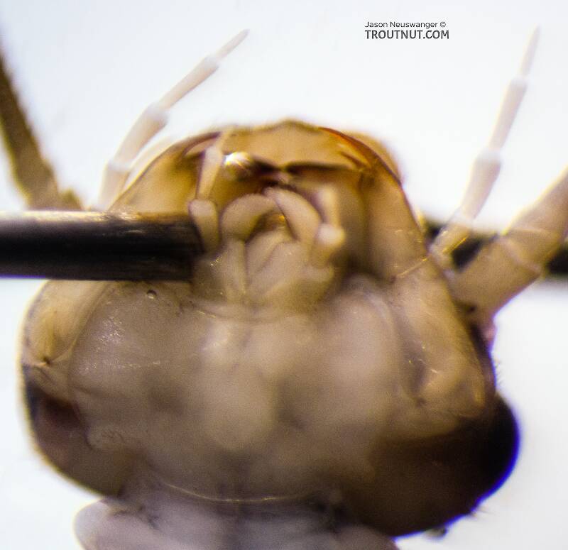 Isoperla fusca (Perlodidae) (Yellow Sally) Stonefly Nymph from the Yakima River in Washington
