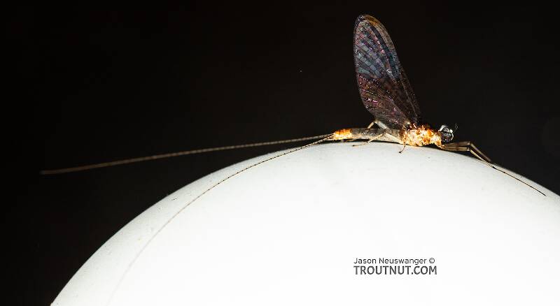 Lateral view of a Male Stenonema modestum (Heptageniidae) (Cream Cahill) Mayfly Spinner from the Teal River in Wisconsin