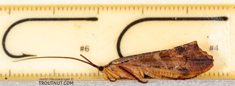 Ruler view of a Male Nemotaulius hostilis (Limnephilidae) (Northern Caddisfly) Caddisfly Adult from the Teal River in Wisconsin The smallest ruler marks are 1 mm.
