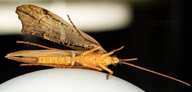 Ventral view of a Male Nemotaulius hostilis (Limnephilidae) (Northern Caddisfly) Caddisfly Adult from the Teal River in Wisconsin