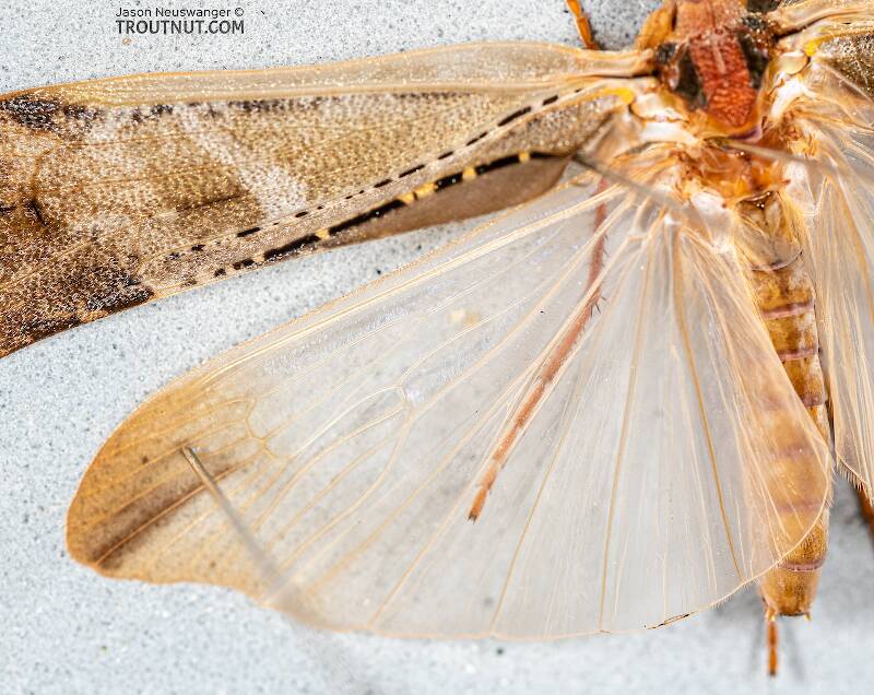 Male Nemotaulius hostilis (Limnephilidae) (Northern Caddisfly) Caddisfly Adult from the Teal River in Wisconsin
