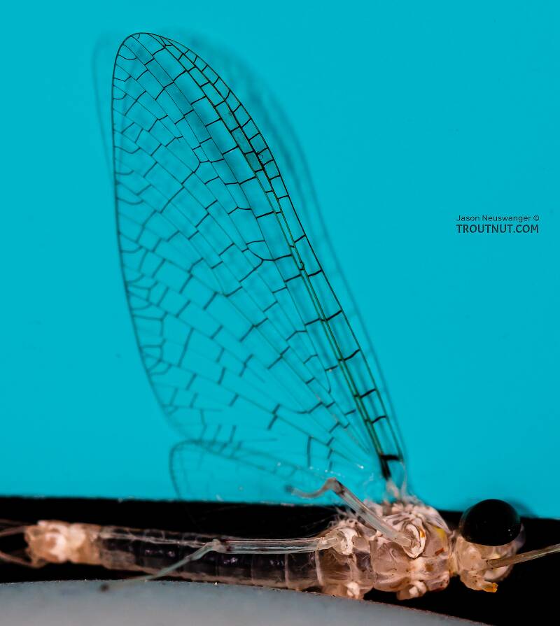 Male Stenonema terminatum (Heptageniidae) Mayfly Spinner from the Teal River in Wisconsin