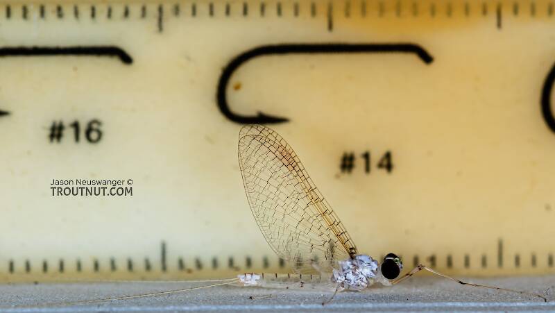 Ruler view of a Male Stenonema terminatum (Heptageniidae) Mayfly Spinner from the Teal River in Wisconsin The smallest ruler marks are 1 mm.