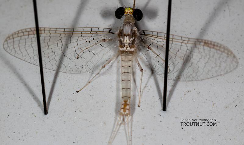 Dorsal view of a Male Stenonema terminatum (Heptageniidae) Mayfly Spinner from the Teal River in Wisconsin