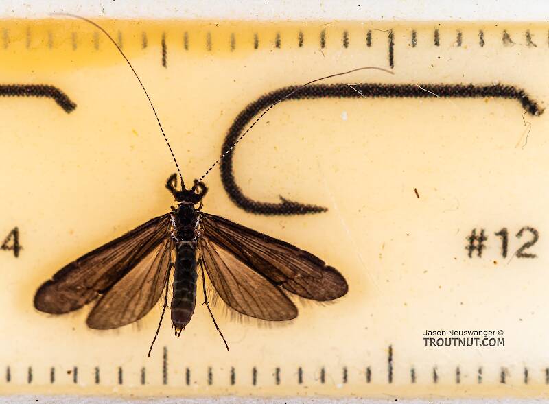 Ruler view of a Male Mystacides (Leptoceridae) (Black Dancer) Caddisfly Adult from the Namekagon River in Wisconsin The smallest ruler marks are 1 mm.