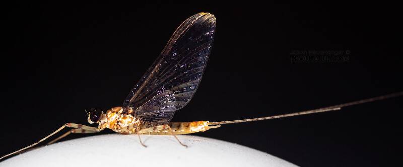 Lateral view of a Male Stenonema vicarium (Heptageniidae) (March Brown) Mayfly Spinner from the Teal River in Wisconsin