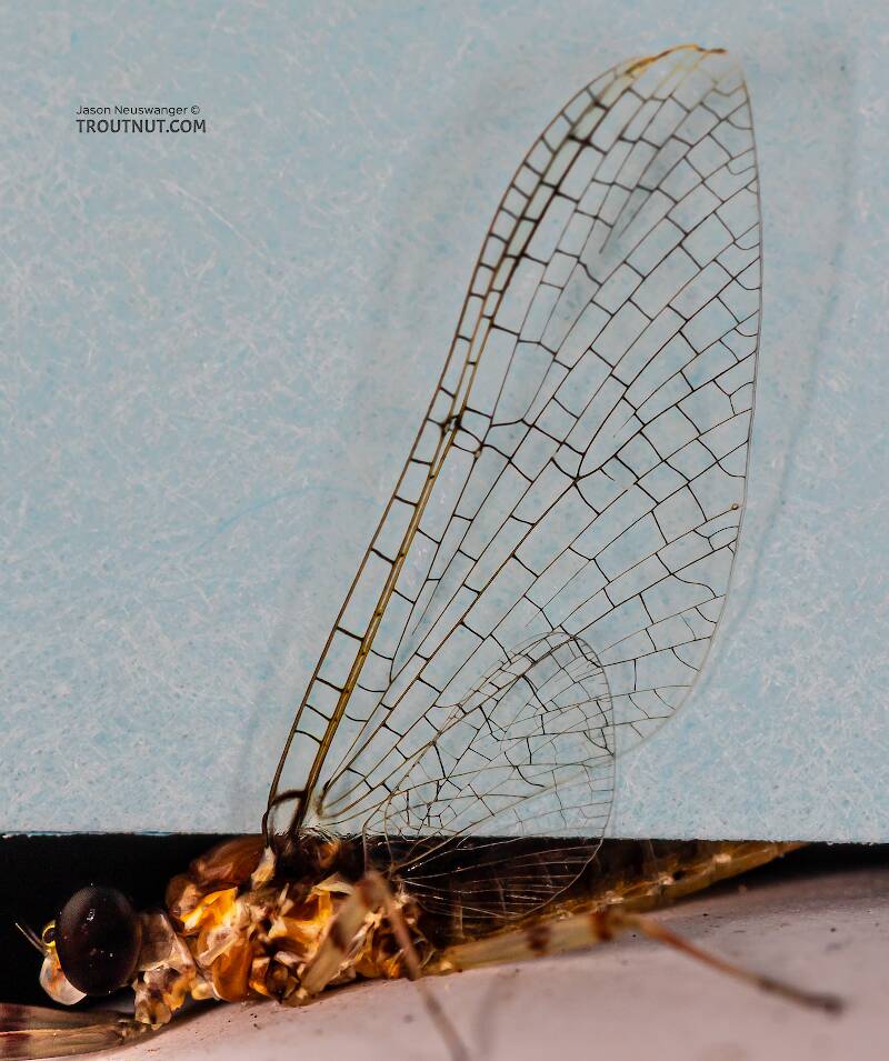 Male Stenonema vicarium (Heptageniidae) (March Brown) Mayfly Spinner from the Teal River in Wisconsin