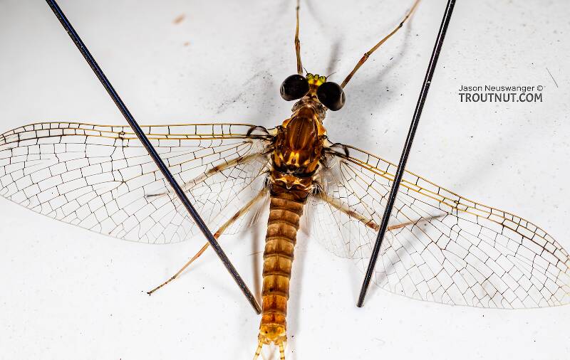 Dorsal view of a Male Stenonema vicarium (Heptageniidae) (March Brown) Mayfly Spinner from the Teal River in Wisconsin