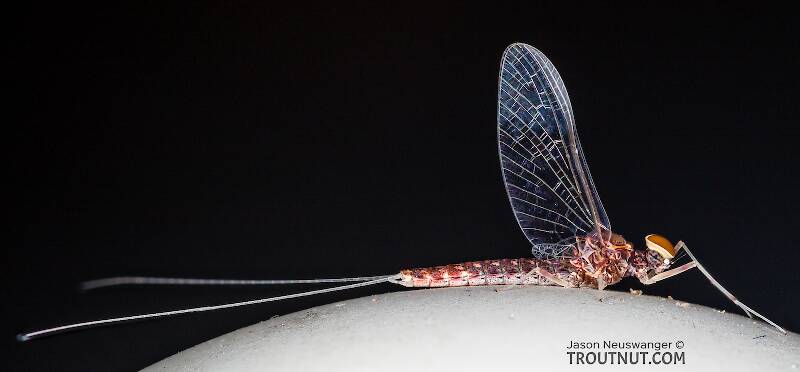 Lateral view of a Male Callibaetis (Baetidae) (Speckled Dun) Mayfly Spinner from the Teal River in Wisconsin