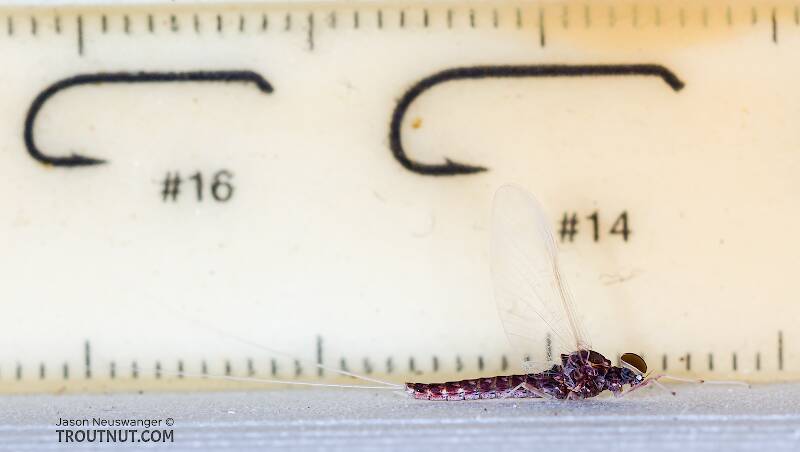Ruler view of a Male Callibaetis (Baetidae) (Speckled Dun) Mayfly Spinner from the Teal River in Wisconsin The smallest ruler marks are 1 mm.