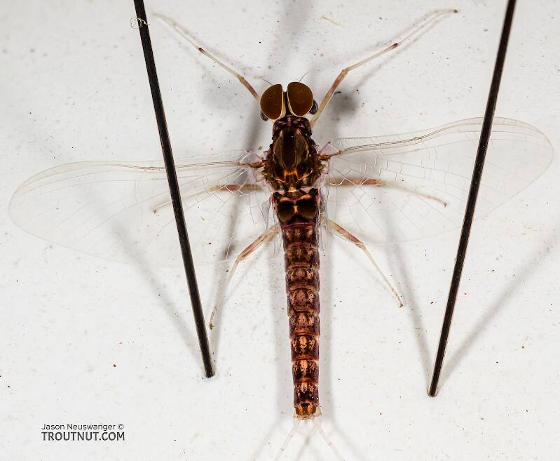 Dorsal view of a Male Callibaetis (Baetidae) (Speckled Dun) Mayfly Spinner from the Teal River in Wisconsin