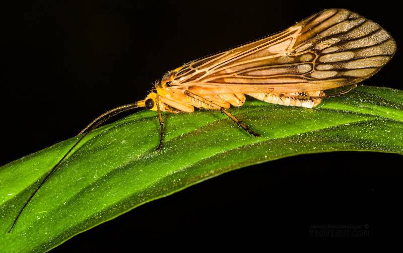 Artistic view of a Female Hydatophylax argus (Limnephilidae) (Giant Cream Pattern-Wing Sedge) Caddisfly Adult from the Teal River in Wisconsin