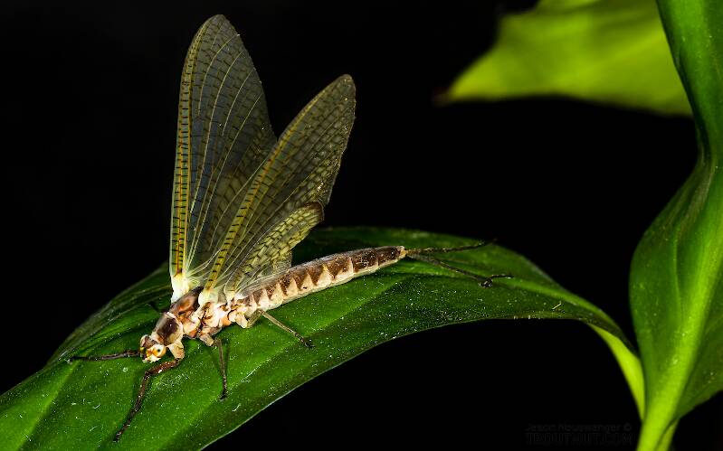 Female Hexagenia limbata (Ephemeridae) (Hex) Mayfly Dun from the Namekagon River in Wisconsin