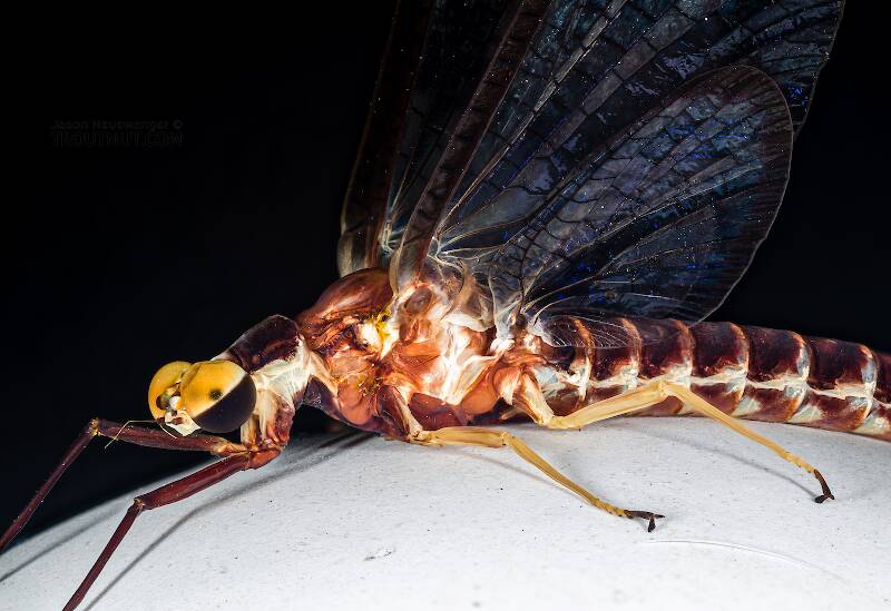 Male Hexagenia limbata (Hex) Mayfly Spinner