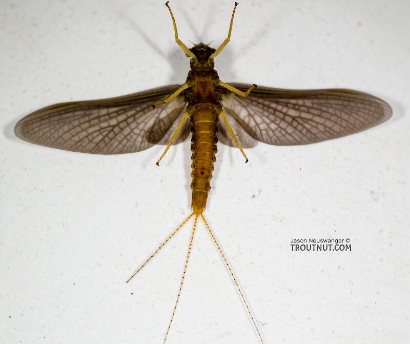 Ventral view of a Female Eurylophella temporalis (Ephemerellidae) (Chocolate Dun) Mayfly Dun from the West Fork of the Chippewa River in Wisconsin