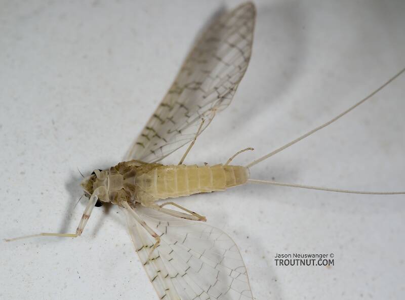 Ventral view of a Female Heptageniidae (March Browns, Cahills, Quill Gordons) Mayfly Dun from the West Fork of the Chippewa River in Wisconsin