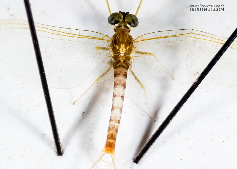 Dorsal view of a Male Cinygmula tarda (Heptageniidae) Mayfly Spinner from the Cedar River in Washington