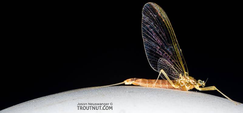 Lateral view of a Female Cinygmula tarda (Heptageniidae) Mayfly Spinner from the Cedar River in Washington