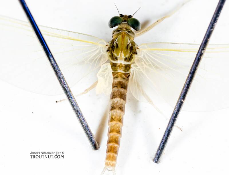 Dorsal view of a Male Cinygmula tarda (Heptageniidae) Mayfly Dun from the Cedar River in Washington
