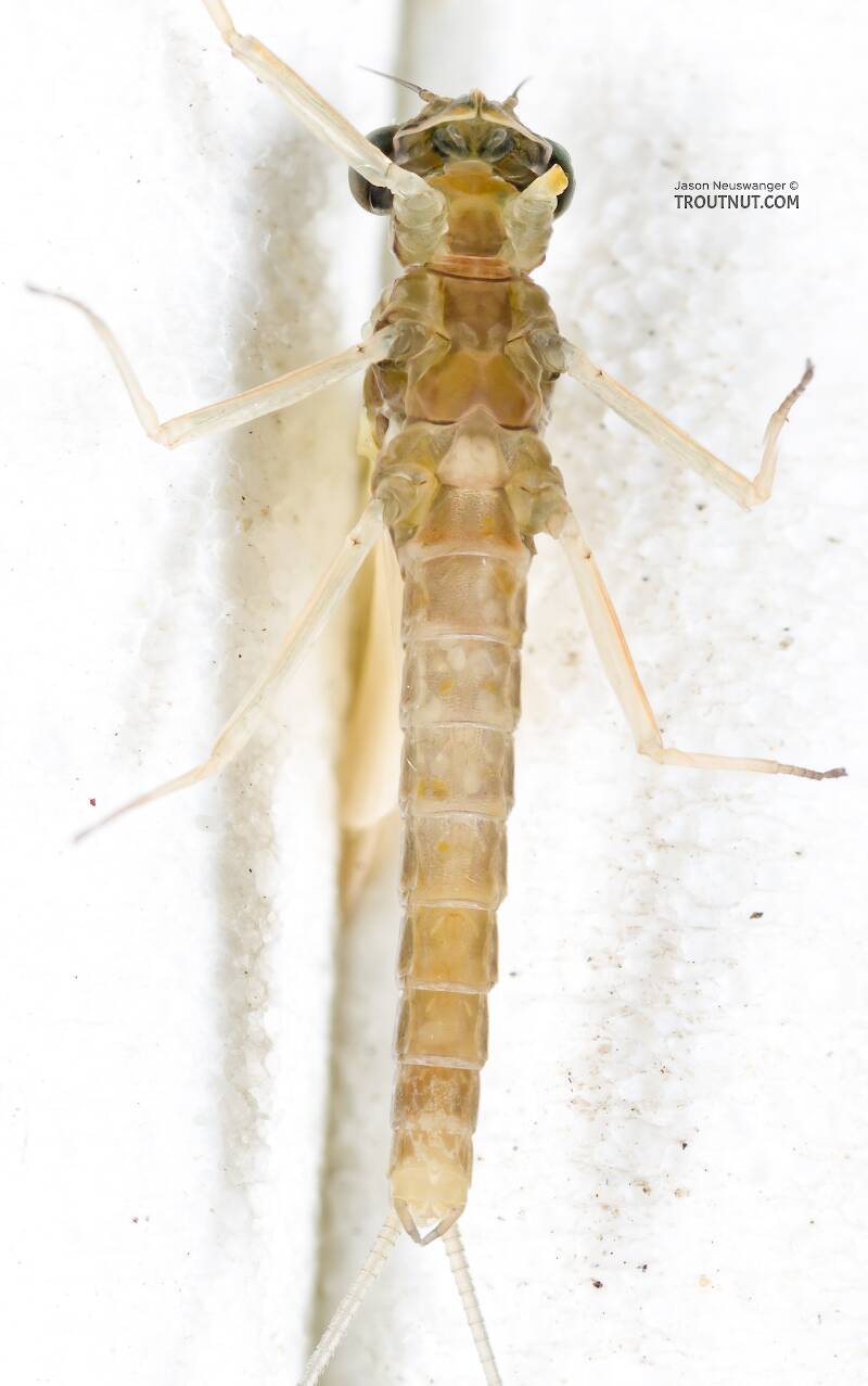 Ventral view of a Male Cinygmula tarda (Heptageniidae) Mayfly Dun from the Cedar River in Washington
