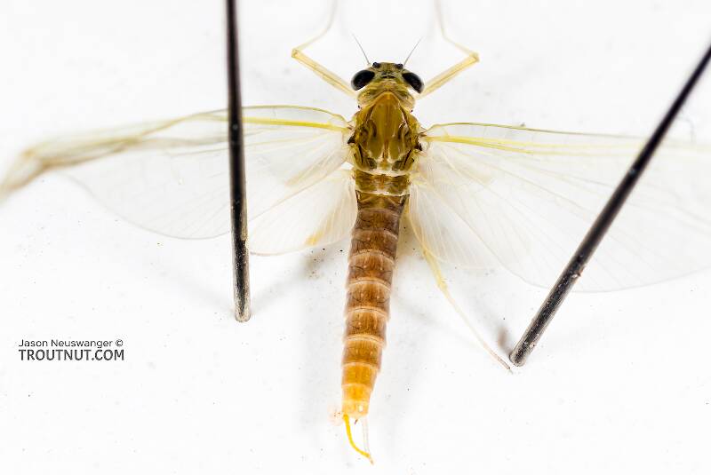 Dorsal view of a Female Cinygmula tarda (Heptageniidae) Mayfly Dun from the Cedar River in Washington